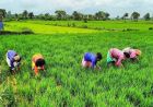 राजस्थान के किसानों के लिए बड़ी खबर, खरीफ-रबी की फसलों पर मिलेगा मौसम आधारित बीमा कवर