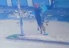 अंबाला में सांड का कहर! स्कूली छात्रा को 7 फीट तक उठाकर पटका, माथे पर लगे 8 टांके