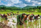झारखंड में बारिश ने बदली तस्वीर, धान की रोपाई 83.43% पहुंची; एक सप्ताह में 8% की बढ़ोतरी