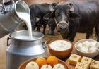 हरियाणा में अब 100 रुपये लीटर मिलेगा दूध! कम रेट में बेचने पर 5100 का जुर्माना