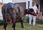 दुनिया में सर्वाधिक 35 KG दूध देने वाली हरियाणा की ‘राधा’ नहीं रही, PM से भी मिला था सम्मान