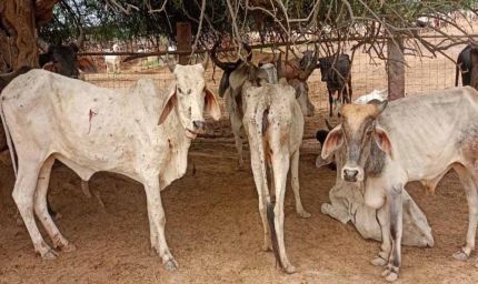 छत्तीसगढ़ में गौठान में 6 गायों की मौत पर कार्रवाई, सहायक पशु चिकित्सा अधिकारी हटे