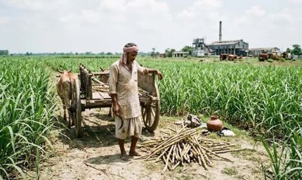 बिहार में चीनी उत्पादन घटा, बेहतर रिकवरी रेट के बावजूद चुनौती बरकरार