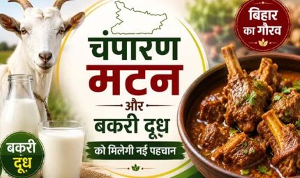 चंपारण मटन और बकरी दूध को मिलेगी नई पहचान, GI टैग की तैयारी