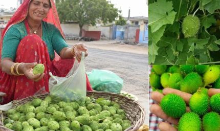 खेतों की झाड़ियों वाला कीकोड़ा बना किसानों का हरा सोना, बढ़ी कमाई