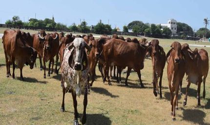 निराश्रित गौवंश संरक्षण के लिए राज्य सरकार की बड़ी पहल, गौधाम योजना का बढ़ रहा दायरा