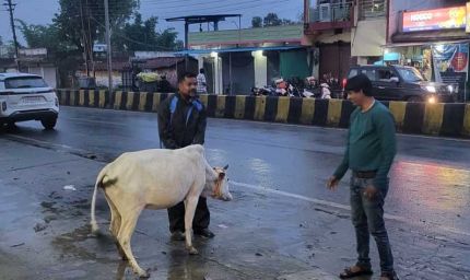 रेडियम बेल्ट से सजे आवारा मवेशी, हाईवे हादसे रोकने की अनोखी पहल