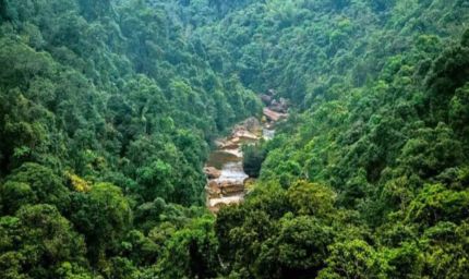 मध्य प्रदेश में हरियाली पर बड़ा संकट! 371.54 वर्ग किमी जंगल घटे, माइनिंग और निर्माण के लिए बदली गई वन भूमि