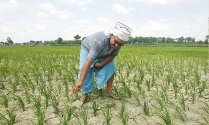 CG में बारिश थमते ही बढ़ी किसानों की चिंता, धान के खेतों में पड़ने लगीं दरारें