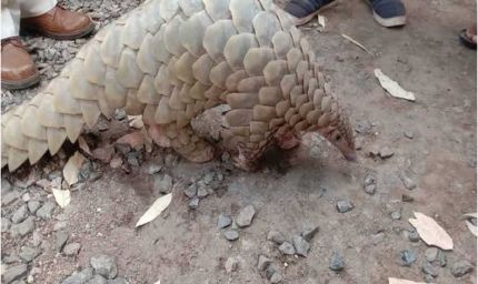 दुर्लभ पैंगोलिन तस्करी मामले में आरोपी की जमानत याचिका खारिज