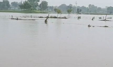 MP Weather Alert: मध्य प्रदेश के 52 जिलों में बारिश की चेतावनी, पन्ना-सतना-रीवा में भारी बारिश और उफान पर नदियां