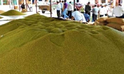 प्रदेश में साढ़े 3 लाख मेट्रिक टन मूंग की खरीदी
