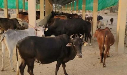 हरियाणा में गोशालाएं बढ़कर 650 हुईं, बजट 600 करोड़ रुपये तक पहुंचा