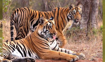 MP में ‘Cat-22’ का संकट! 8 महीने में 45 से ज्यादा बाघों की मौत, 50 इंसानों ने भी गंवाई जान