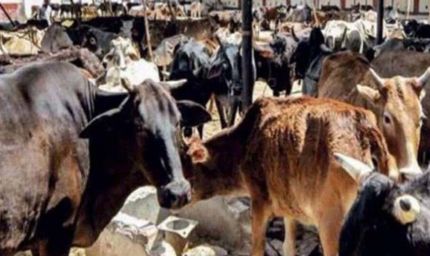 झारखंड में गोशाला निर्माण पर CAG की आपत्ति, 15.96 करोड़ से बनीं 2540 अतिरिक्त गोशालाएं