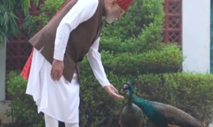 PM मोदी ने शेयर किया खास वीडियो, गायों को चारा और मोरों को खिलाया दाना