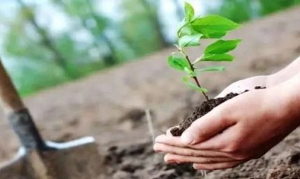 हरियाणा में हरियाली बढ़ाने का अभियान, 15.17 लाख से ज्यादा पौधे लगाए गए