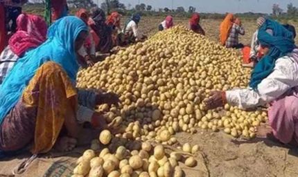 आलू किसानों के लिए योगी सरकार का बड़ा फैसला, 1000 करोड़ के भाव स्थिरता कोष समेत 3 योजनाएं लागू