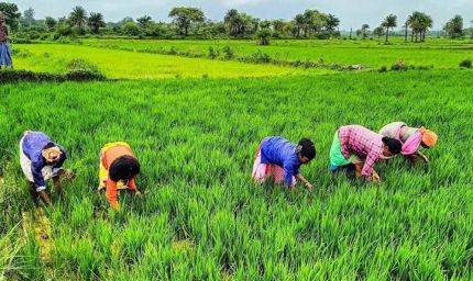 राजस्थान के किसानों के लिए बड़ी खबर, खरीफ-रबी की फसलों पर मिलेगा मौसम आधारित बीमा कवर