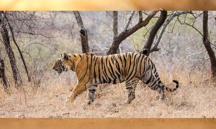 छत्तीसगढ़ में MP के बाघों ने बढ़ाया कुनबा, 2010 में सिर्फ एक था; अब संख्या 10 के पार