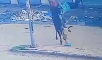 अंबाला में सांड का कहर! स्कूली छात्रा को 7 फीट तक उठाकर पटका, माथे पर लगे 8 टांके