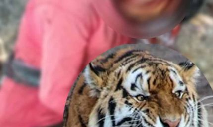 CG में ATR के प्रतिबंधित क्षेत्र में बाघिन का हमला, युवक की मौत