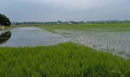 इंद्रावती नदी की बाढ़ का कहर, बस्तर में सैकड़ों एकड़ धान की फसल जलमग्न