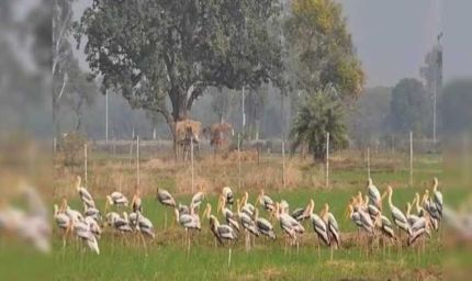 योगी सरकार का बड़ा फैसला, मैनपुरी में विकसित होगा मयंक ऋषि पक्षी विहार