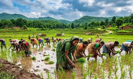 झारखंड में बारिश ने बदली तस्वीर, धान की रोपाई 83.43% पहुंची; एक सप्ताह में 8% की बढ़ोतरी
