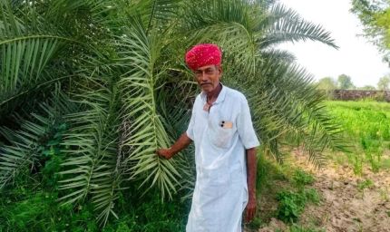 बाड़मेर में जैविक खेती का कमाल, पूर्व सरपंच कमा रहे सालाना 20-25 लाख रुपये