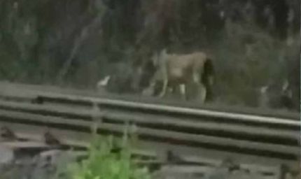 CG की रेल सुरंग में ट्रैक पर टहलता दिखा तेंदुआ, कर्मचारियों में दहशत