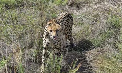 21 दिन जंगल में लापता रही चीता निर्वात मिली, कॉलर का सिग्नल बंद होने से बढ़ी थी चिंता