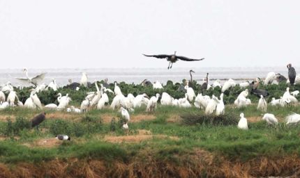 विदिशा का कागपुर तालाब बना पक्षी कंजर्वेशन रिजर्व, बगुला-रामचिरैया समेत कई पक्षियों को मिलेगा संरक्षण