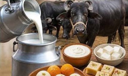 हरियाणा में अब 100 रुपये लीटर मिलेगा दूध! कम रेट में बेचने पर 5100 का जुर्माना