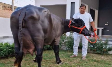 दुनिया में सर्वाधिक 35 KG दूध देने वाली हरियाणा की ‘राधा’ नहीं रही, PM से भी मिला था सम्मान