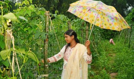 ड्रिप विधि से सब्जी की खेती ने बनाया ‘लखपति दीदी’, सालाना डेढ़ लाख की कमाई