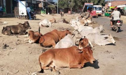 सड़कों पर पशुओं के कारण होने वाली दुर्घटनाओं को रोकने के लिए समाज की भागीदारी सुनिश्चित होगी