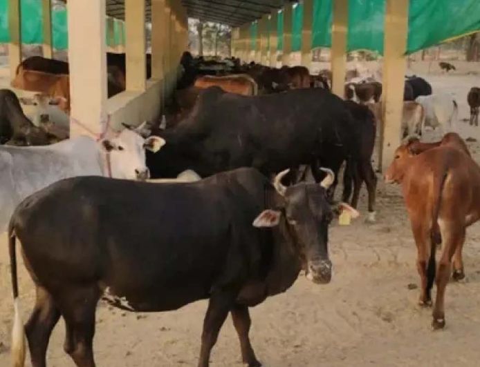 हरियाणा में गोशालाएं बढ़कर 650 हुईं, बजट 600 करोड़ रुपये तक पहुंचा