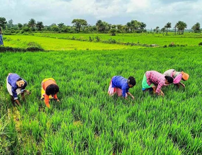 राजस्थान के किसानों के लिए बड़ी खबर, खरीफ-रबी की फसलों पर मिलेगा मौसम आधारित बीमा कवर