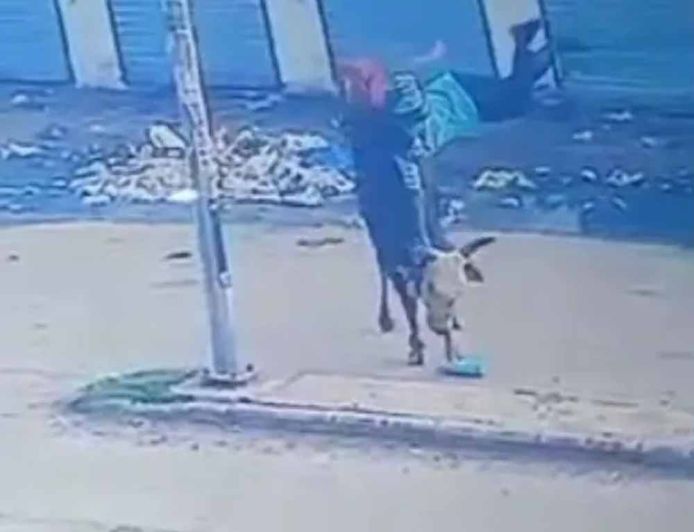 अंबाला में सांड का कहर! स्कूली छात्रा को 7 फीट तक उठाकर पटका, माथे पर लगे 8 टांके