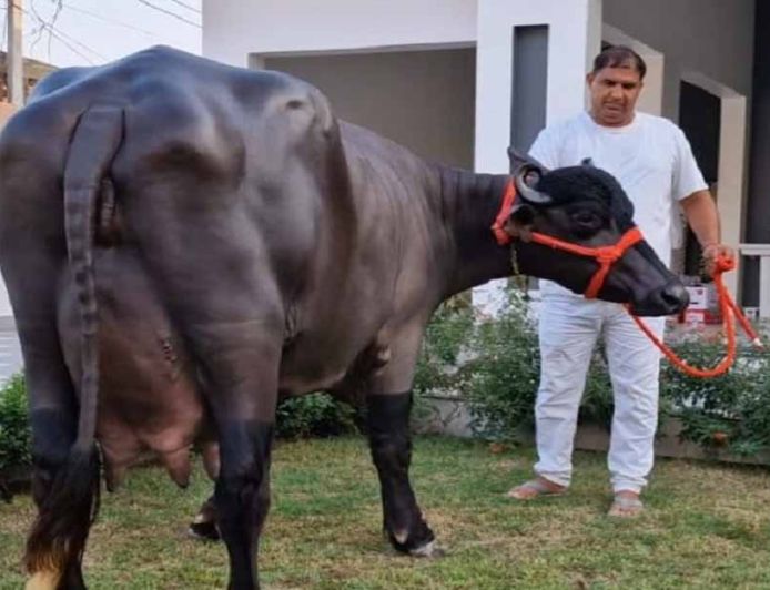 दुनिया में सर्वाधिक 35 KG दूध देने वाली हरियाणा की ‘राधा’ नहीं रही, PM से भी मिला था सम्मान