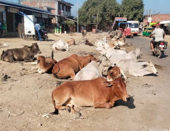 सड़कों पर पशुओं के कारण होने वाली दुर्घटनाओं को रोकने के लिए समाज की भागीदारी सुनिश्चित होगी