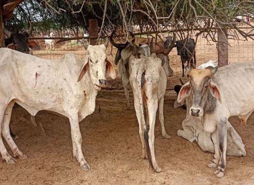 छत्तीसगढ़ में गौठान में 6 गायों की मौत पर कार्रवाई, सहायक पशु चिकित्सा अधिकारी हटे