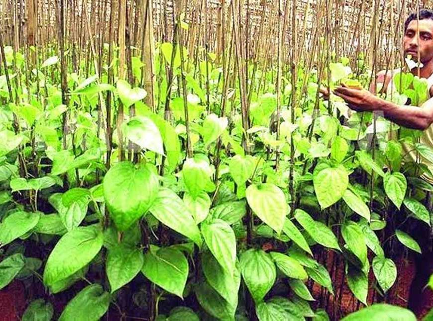 CG के छुईखदान के पान को मिला नया बाजार, अब देशभर में बिखरेगी इसकी खुशबू