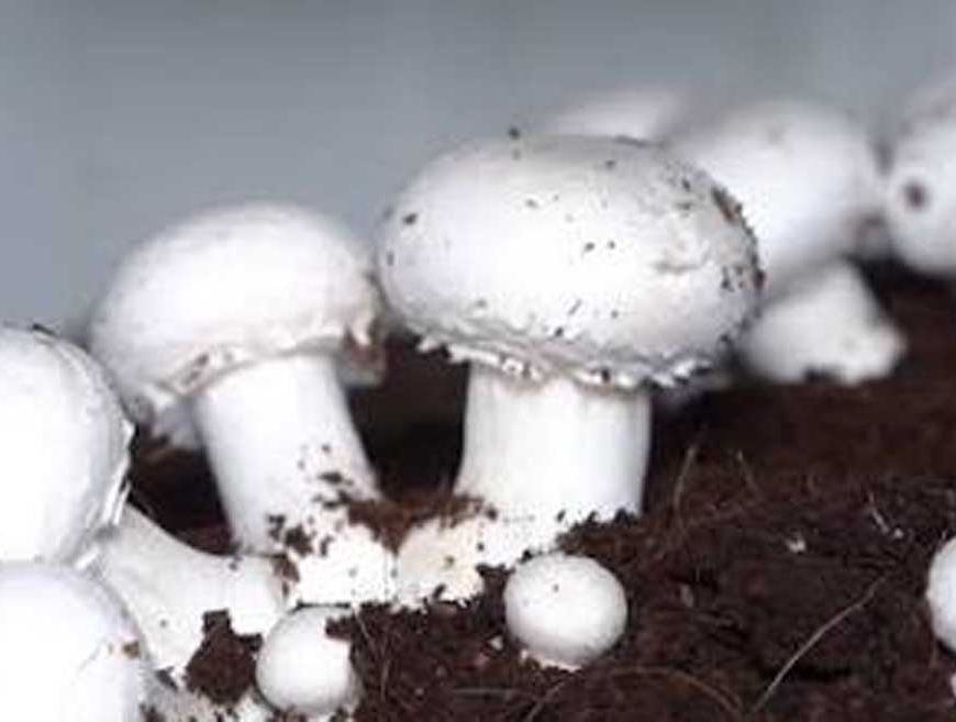 यूपी के खाते में एक और उपलब्धि, मशरूम उत्पादन में शीर्ष पर