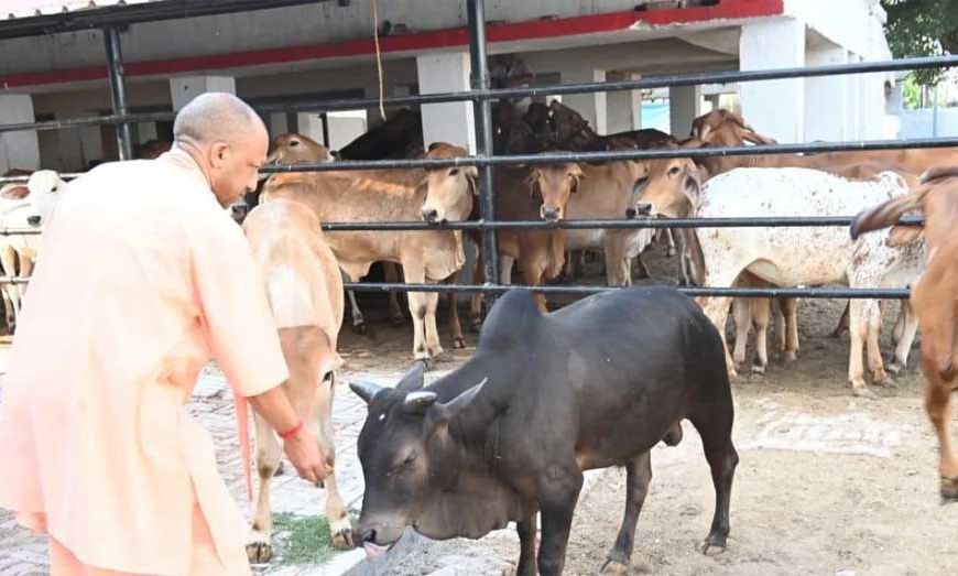 सीएम योगी की गोसंरक्षण नीति का असर : करोड़ों कमा रहे युवा, बढ़ रहा रोजगार