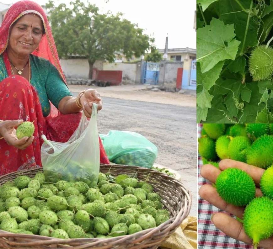 खेतों की झाड़ियों वाला कीकोड़ा बना किसानों का हरा सोना, बढ़ी कमाई