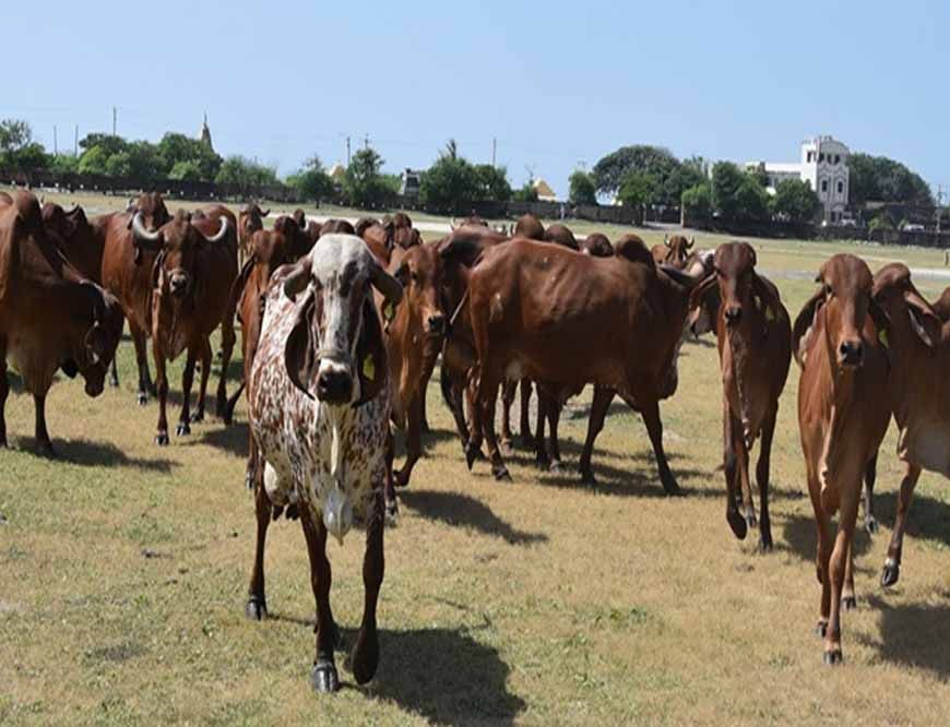 निराश्रित गौवंश संरक्षण के लिए राज्य सरकार की बड़ी पहल, गौधाम योजना का बढ़ रहा दायरा