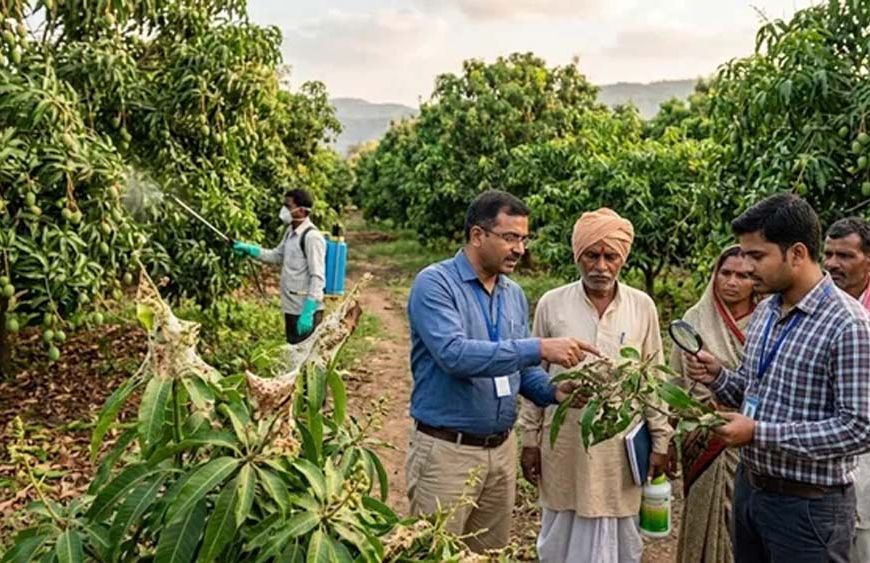समस्तीपुर के आम बागानों पर कीटों का हमला, लीफ वेबर और गाल मिज से बचाव की सलाह