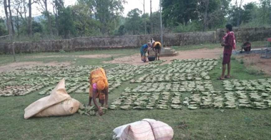 तेन्दूपत्ता संग्रहण की नई पहल से अबुझमाड़ के 22 गांवों को मिला लाभ